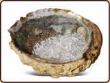 abalone-oplaadschelp